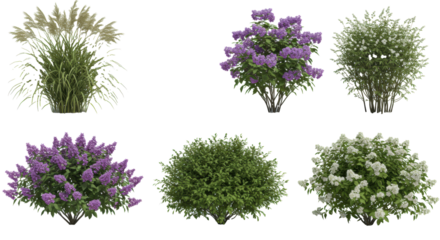 eight hyper-realistic 3d rendered botanical specimens, including feathery grasses and flowering perennial bushes, isolated on a transparent background concept for landscape architecture planning