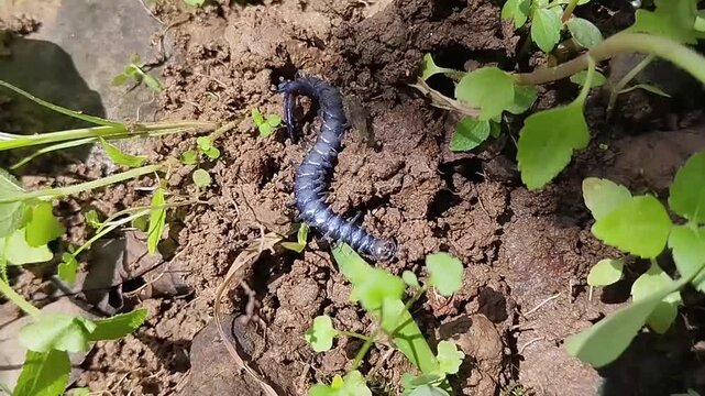 a dark blue centipede sitting on damp ground with patches of grass and small plants around it