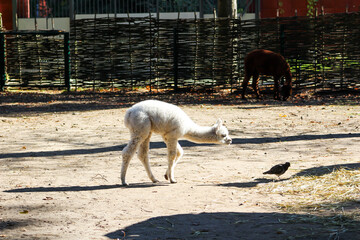 Obraz premium Alpaca Vicugna pacos white baby animal on farm.
