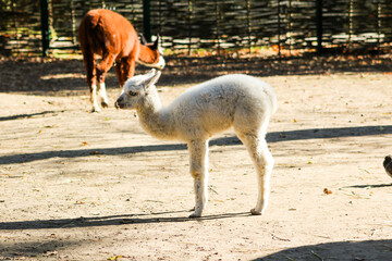 Obraz premium Alpaca Lama white baby animal on farm