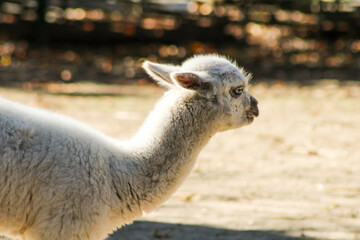 Obraz premium Lama Alpaca Vicugna pacos white baby animal on farm