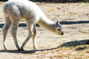 Obraz premium Alpaca Vicugna pacos white baby animal graze on farm