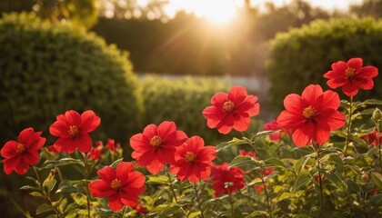 Colorful red flower blooms in a sunlit garden at sunset highlighting natural beauty and tranquility. 1