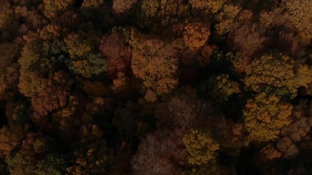 Drone View of Autumn Forest Canopy Showing Rich Earth Tones and Changing Leaves in a Dense Woodland Landscape