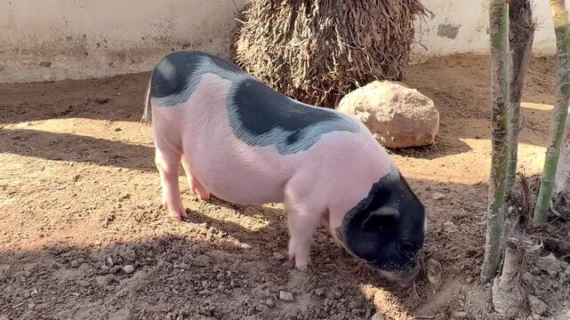 A cute mini pig walking on the beach , cute animal video.