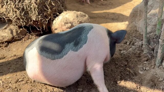 A cute mini pig pink color playing on the sand , video.