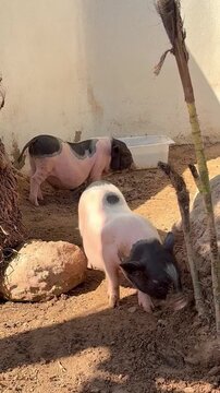 2 mini pigs walking around the farm , video.