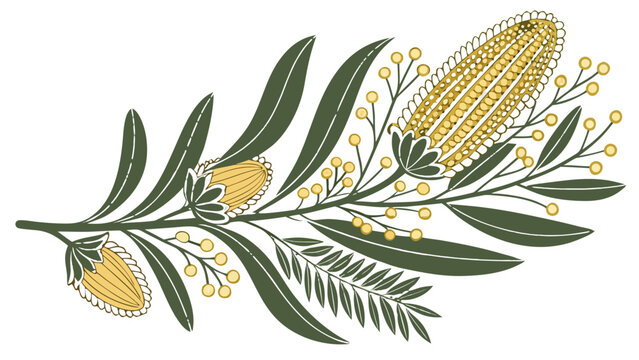 Australian Native Banksia Plant with Flowers and Leaves, Botanical Illustration, A botanical illustration of an Australian native Banksia plant, showing its flower spikes and leaves.