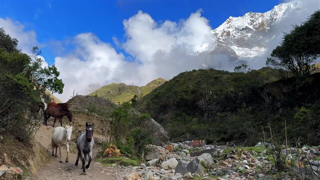 Horses horse pack Mount Humantay Peruvian Andes snow capped glacier mountain Salcantay Inca trail hiker Peru low fog clouds blue sky rainy dry season Laguna Humantay Soray Anta Cusco region