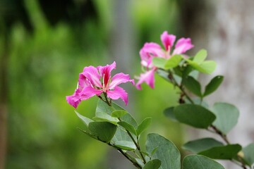 pink flowers in the garden