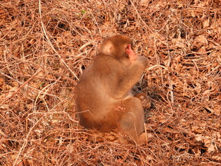 夕陽を浴びる白神山地のニホンザル