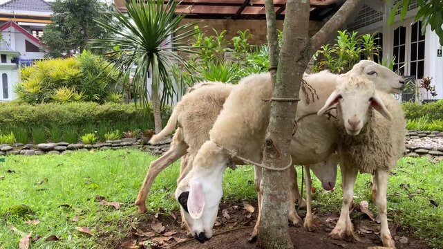 A trio of farm sheep one with a distinctive black eye patch tied to a tree trunk enjoying the fresh green grass in a domestic backyard on a warm day surrounded by lush tropical vegetation