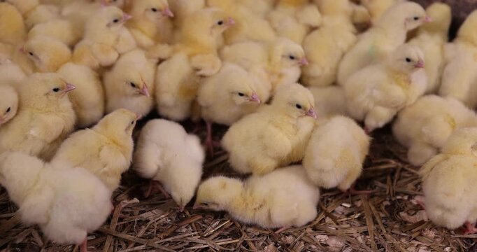 a large group of chickens two days old from the moment of birth in soft yellow down on a litter of sawdust, a large number of cute baby broiler chickens at a large poultry farm