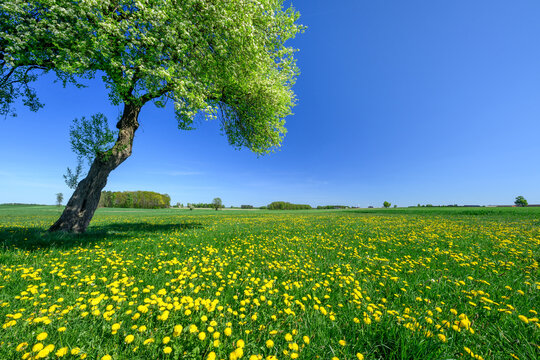 Lonely spring apple tree on the meadow