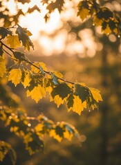 Sunlit Autumn Maple Leaves with Raindrops After a Shower, Golden Hour Light