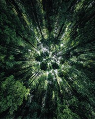 Upward warped perspective of dense green forest with dramatic radial depth and sunlight filtering through tall trees for nature backgrounds
