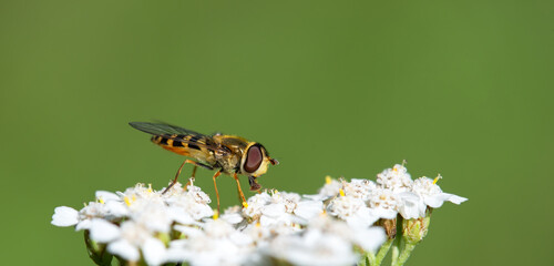 Hoverfly pollinating on white flowers. Hoverflies are important pollinators. They are often mistaken for bees. Natural green background with copy space.