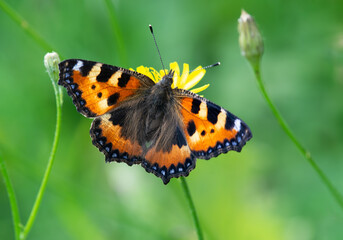 Small tortoiseshell butterfly (Aglais urticae) feeding on yellow flowers opened wings in the autumn. Natural green background. 