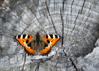 Small tortoiseshell butterfly (Aglais urticae) basking on the top of tree stump in the autumn.  