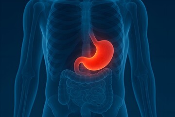 3d stomach pain anatomy X-ray illustration 