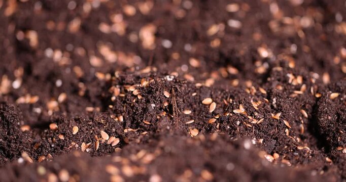 fertile soil with the addition of ripe flax seeds to obtain a new crop, a lot of brown flax seeds scattered on brown soil in the field to harvest flax for industrial use