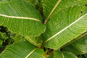 A detailed close-up shot of the vibrant, textured foliage of a variegated ornamental banana plant (often identified as a variety of Musa or Canna). The large, paddle-shaped leaves feature a striking p