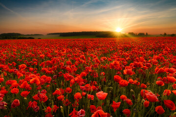 Obraz premium Beautiful summer sunset over poppy field