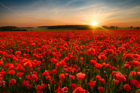 Fototapeta Beautiful summer sunset over poppy field