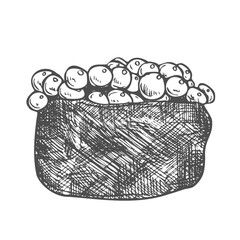 ikura salmon egg roe japan or japanese traditional food doodle hand drawn sketch