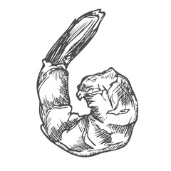 Hand drawn Peeled Shrimp Sketch Illustration
