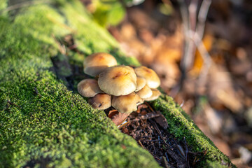 Autumn mushrooms in a Polish forest.