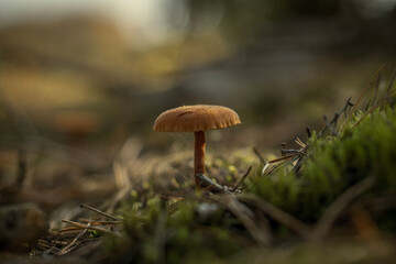 Autumn mushrooms in a Polish forest.
