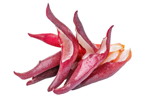 Unique fingerroot kaempfer boesenbergia isolated on transparent background.
