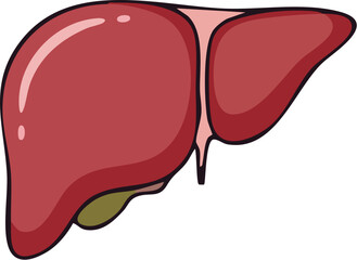 A red cartoon illustration of the human liver and gallbladder for medical design