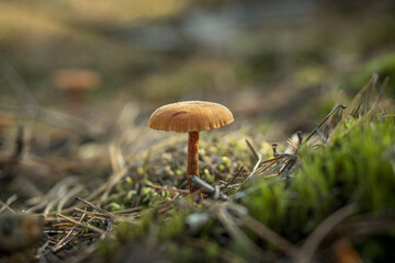 Autumn mushrooms in a Polish forest.