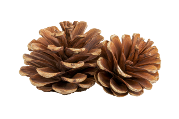 Close up of a pine cone isolated on transparent background. Brown pine cone isolated on a white background.