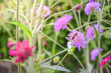 A honeybee dances on a delicate pink flower, creating a serene moment that emphasizes the beauty of nature’s cycles and the critical role of pollinators