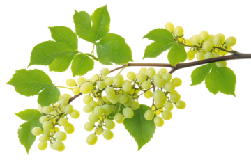 Branch of unripe green grapes with leaves isolated on transparent background. Bush grape leaved wild vine cayratia isolated on white background.