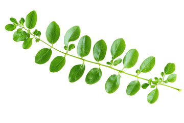 Obraz premium Green branch with oval leaves isolated on transparent background. Closeup view leaves isolated on white background.