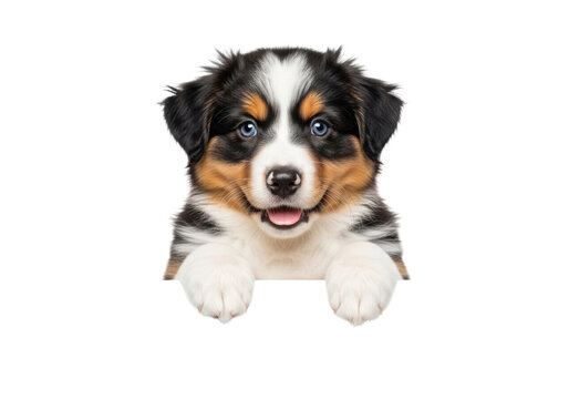 Miniature australian shepherd puppy, fluffy tri-color coat and bright blue eyes, peeking over a blank white advertising banner in a high-key studio with copy space. Concept for pet product advertising