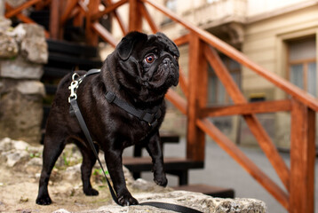 Black pug dog stands on a stone against the background of houses with stairs. The dog has a harness. Dog training. The dog looks intently. The photo is vertical and blurred