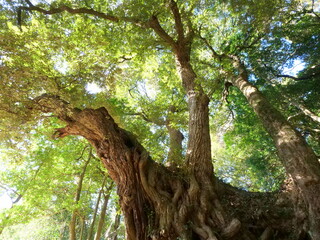 西明寺の椎の木