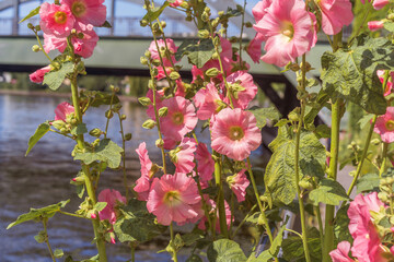 Alcea rosea, the common hollyhock. Flowers growing within the city limits on the river bank