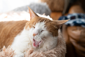 あくびをする可愛い猫　茶トラ白	