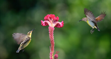 Male sunbirds feeding on nectar. Close up selective focus. Birds in action.