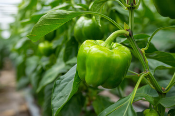 Green bell pepper on branch