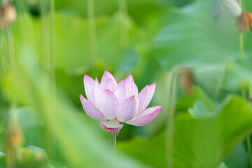 Obraz premium 美しい蓮の花 