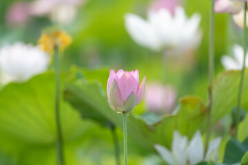 Obraz premium 美しい蓮の花 