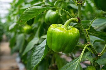 Green bell pepper on branch