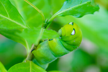Daphnis caterpillar on leaf, Daphnis caterpillar green body, Daphnis caterpillar nature macro
